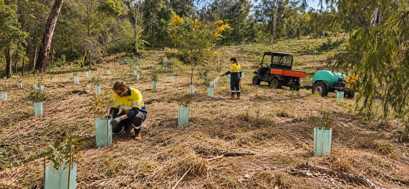 Planting and watering tree-guarded seedlings